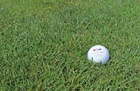 Golf-ball-grass